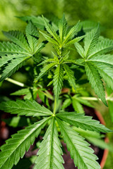 Marijuana leaves, cannabis with beautiful background, outdoor natural cultivation, young plants growing