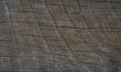 Natural dark grey wooden tree background texture