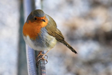 Robin (Erithacus rubecula), cute small garden bird