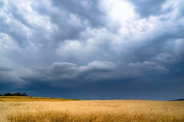Dramatic storm clouds timelapse over rye fields. Country landscape of the hurricane. Very windy weather. Plain field of wheat against the background of dark sky