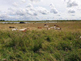 Spaziergang durch die Salzwiesen