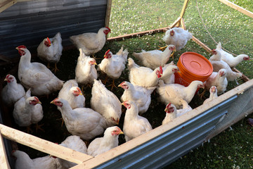 Cornish Cross Meat Chickens in a Portable Chicken Pen