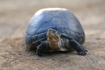 Southeast Asian box turtle is a species of Asian box turtle.