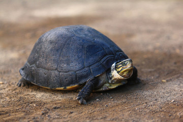 Southeast Asian box turtle is a species of Asian box turtle.