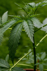 Marijuana leaves, cannabis with beautiful background, outdoor natural cultivation, young plants growing