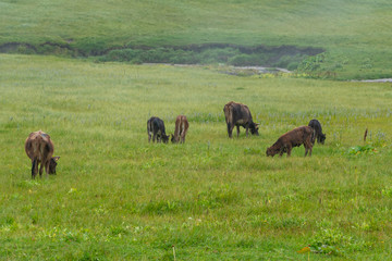 Lots of cows in a mountain green pasture