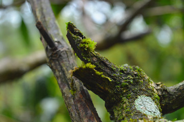 moss on a tree branch