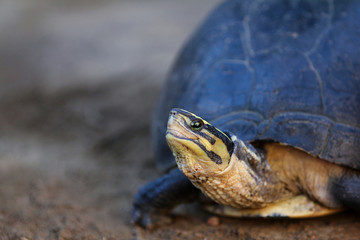 Southeast Asian box turtle is a species of Asian box turtle.