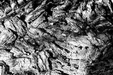 Russia, Lake Ladoga, August 2020. Pieces of pine bark as a beautiful natural background.