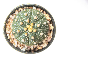 close up cactus in pot