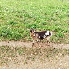 Ziege