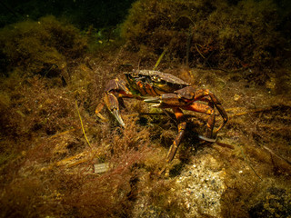 A closeup picture of two crabs getting ready for an underwater crab fight. Picture from Oresund, Malmo in southern Sweden.