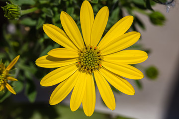 Yellow flowers on nature blur background. Yellow daisy flower. Flower portrait