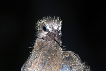 a new born baby bird with black background