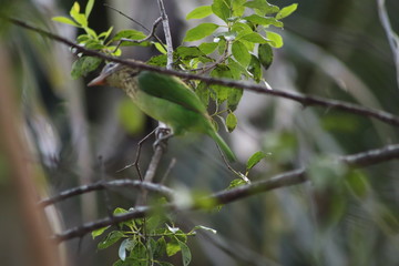 Barbet bird on a tree