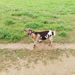 Ziege