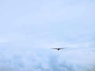Tubbata Reefs Natural Park (UNESCO Heritage Site) in the Philippines with migratory birds
