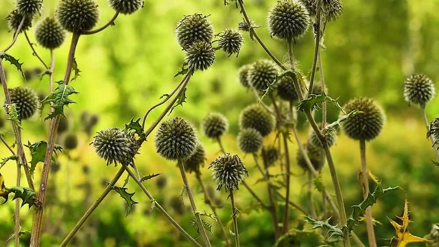An Echinops sphaerocephalus plant sways in a gentle breeze on a warm summer day