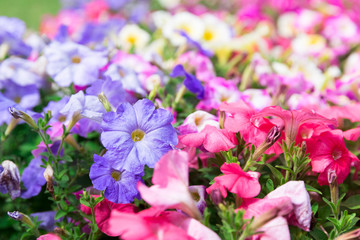 Obraz premium 鮮やかな花