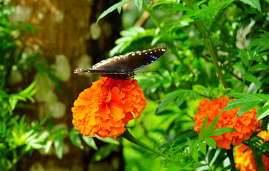 Beautiful butterfly on a flower