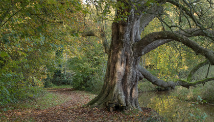 Fall. Autumn. Old tree near Fall. Autumn.  Netherlands. Reestdal near De Wijk Drenthe. Going for a walk.