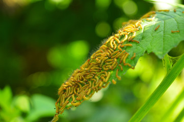 image of beautiful  caterpillars eating a leaf