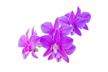 Closeup purple orchid flower on white background