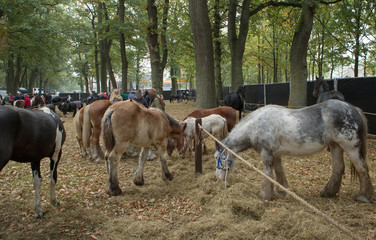 Obraz na płótnie Canvas Horse market Zuidlaren Drenthe Netherlands. Fall. Autumn. Trading horses. Ponies.