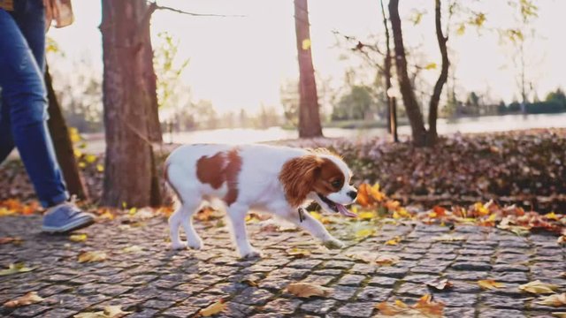 Puppy Walking With Woman In The Park. SLOW MOTION, STABILIZED, DYNAMIC. Cavalier King Charles Spaniel baby dog enjoying sunny sunset outdoors, running and jumping with happy girl. Pet and owner love. 