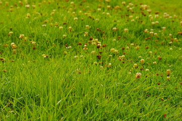 grass texture morning view