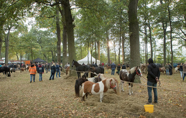 Horse market Zuidlaren Drenthe Netherlands. Fall. Autumn.  Trading horses. Ponies.