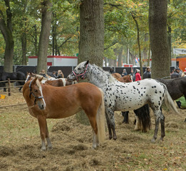 Horse market Zuidlaren Drenthe Netherlands. Fall. Autumn.  Trading horses. Ponies.