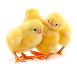 Three yellow chicks.