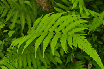 image of a fern among other plants in the forest