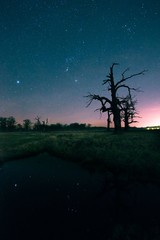 stary dąb na tle nocnego nieba w miejscowości Rogalin © Pawel