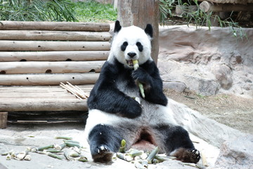 Fototapeta premium Giant Panda Eating Bamboo shoot, Chiangmai, Thailand