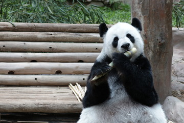 Obraz premium giant panda eating bamboo