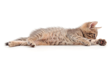 Small gray kitten.