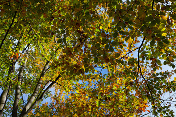 Fototapeta na wymiar Fall. Autumn. Colorfull beechtree leaves.