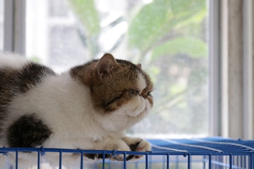 Fat Cat Sitting by the Window , Exotic Short Hair