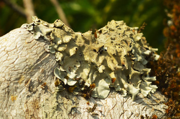 Fungus and moss on a branch