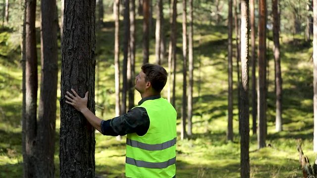forest engineering and management, renewable resources - forester inspecting quality of pine tree