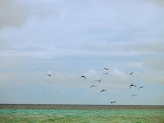 Tubbata Reefs Natural Park (UNESCO Heritage Site)