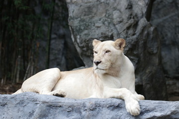 Fototapeta na wymiar Sitting Lioness on the Ground