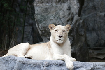 Lioness is Relaxing on the Rock
