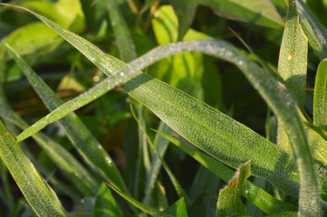 grass with dew in morning sun