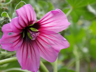 Flor en primer plano con fondo desenfocado