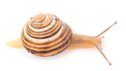 Garden Snail isolated.