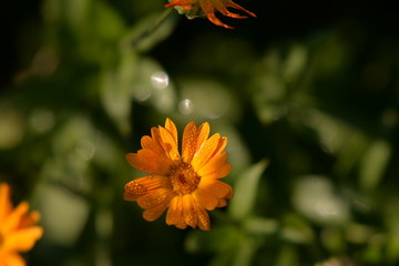 water drops on Calendula officinalis plant. orange flower petals in the morning