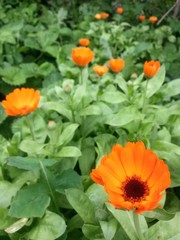 water drops on Calendula officinalis plant. orange flower petals in the morning